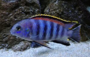 Tropheops sp. 'chilumba' Mphanga Rock